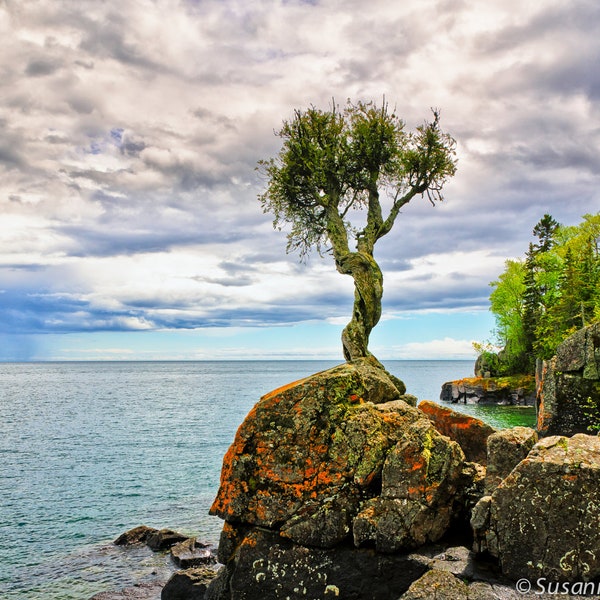 Foto de árbol, tarjeta de felicitación, árbol de las brujas, pequeño cedro sagrado, Lago Superior, fotografía de naturaleza, primavera, azul verdoso, espíritus de la naturaleza