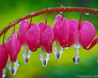 Flower Photography, ON SALE, Pink Bleeding Heart, Rain Drops, Spring, Valentine's Day, Mother's Day, Sweetheart, Gift for Her