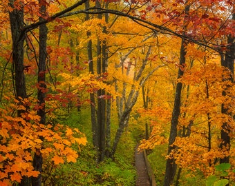 Autumn Photo, Fall Colors, Enchanted Forest, Nature Photography, Fine Art Print, Woodland Path, Magical,  North Country, Brilliant, Healing