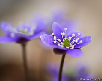 Nature Photography, Lavender Blue Hepatica, Spring Flower, Healing Art, Photo Card, Sympathy, Soft Dreamy, Pastel Colors, Valentine's Day