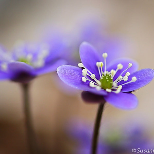 Nature Photography, Lavender Blue Hepatica, Spring Flower, Healing Art, Photo Card, Sympathy, Soft Dreamy, Pastel Colors, Valentine's Day