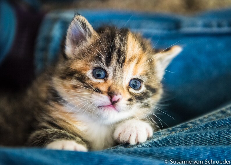 Kitten Photos, Set of 3 Photo Cards, Adorable, Fun, Cute, Orange Tabby