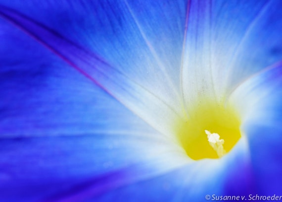 Morning Glory Flower Photo Heavenly Blue Nature Photography | Etsy