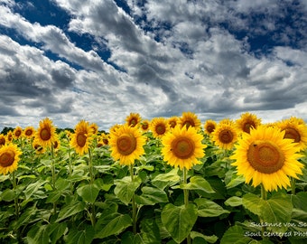 Flower Photography, Yellow Sunflowers, Summer, Blue Sky, White Clouds, Fine Art Print, Panorama, Cheerful, Rural Wisconsin, Cabin Decor