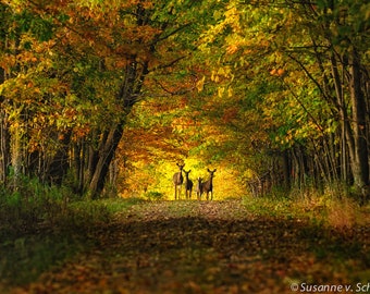 Carte de voeux photo, famille de cerfs dans les bois d'automne, photographie de la nature, jaune et vert, forêt, esprits de la nature, pays des fées