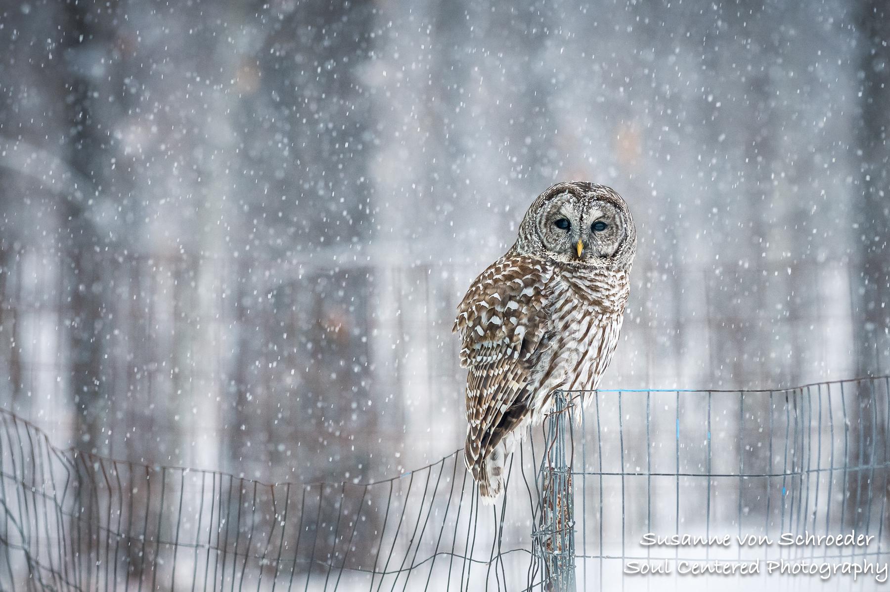 Barred Owl, Kid's Wall Art, Winter Photo, Nature Photography, Owl, Bird Photography, Snow, Gray