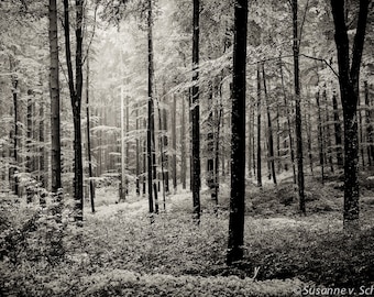 May include: A black and white photograph of a dense forest with tall trees and a thick undergrowth of leaves and branches.