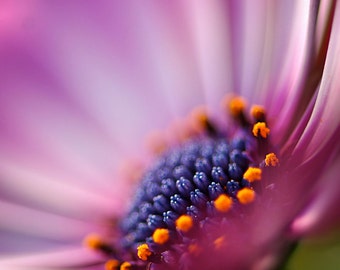 Nature Photography,  African Daisy Flower, Lavender Pink Blue, Fine Art Print, Home Decor, Soft Dreamy, Healing Art, Gift for Her, Macro