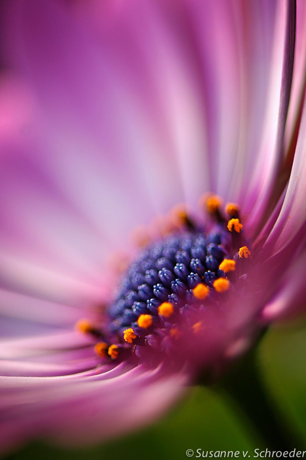 Home Decor Nature Photography Macro Photography Photography Gifts Botanical Prints Flower Photography Floral Prints Large Wall Art