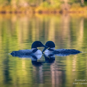 May include: Two common loons, also known as great northern divers, with black and white patterned bodies, are swimming in a lake with a green and yellow reflection of the trees on the water. The loons are facing each other with their heads touching.