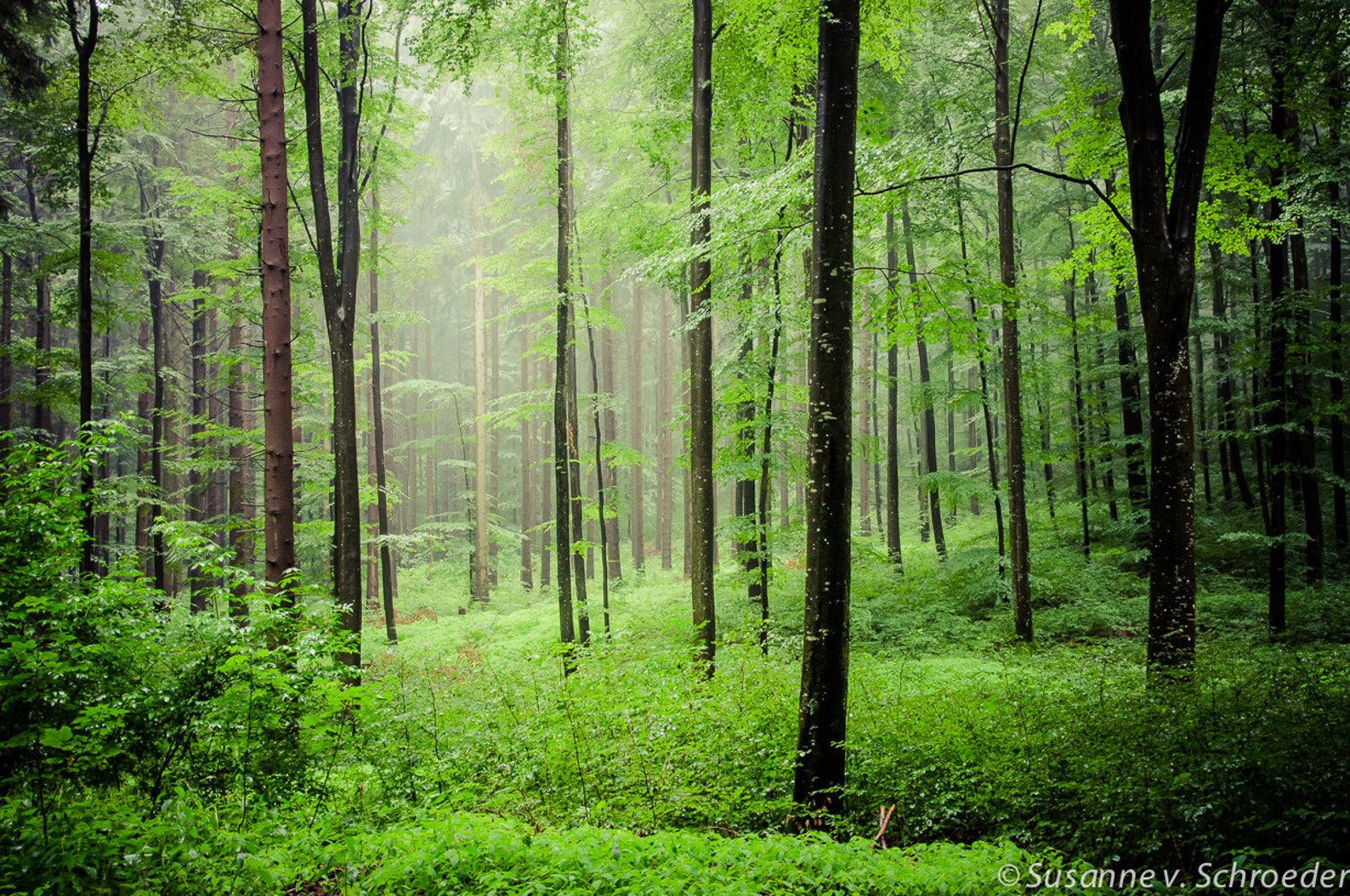 Black & White Photography Forest Scenery Rainy Summer - Etsy