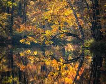 Discounted Print, Nature Photography, ON SALE, Autumn, Tree Reflections, Lake, Fine Art Print, Enchanted Forest, Golden, Wisconsin