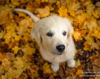 Puppy Portrait, Golden Retriever, Autumn Leaves, Fine Art Print, Dog Photography, Joy, Cute, Fur Kid, Adorable Photo, Kid's Wall Decor