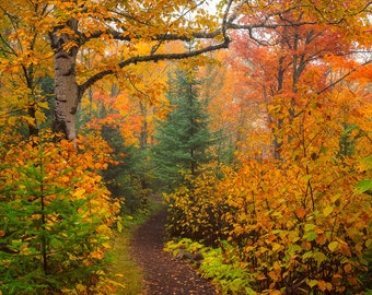 Autumn Photos, Set of 3 Prints, Nature Photography, Enchanted Forest, Fall Colors, Woodland Trail, Minnesota, Orange Yellow, Magical, fog