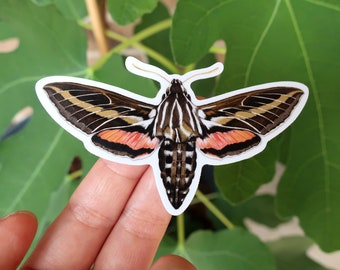 Hummingbird Sphinx Moth Sticker - 3.25" x 2.25"