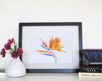 Hummingbird and Bird of Paradise - 8 x 10 Print