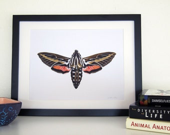 White-Lined Sphinx Moth - 8 x 10 Print