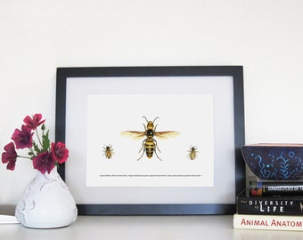 Japanese Hornet, Japanese Honey Bee and Western Honey Bee - 8 x 10 Print