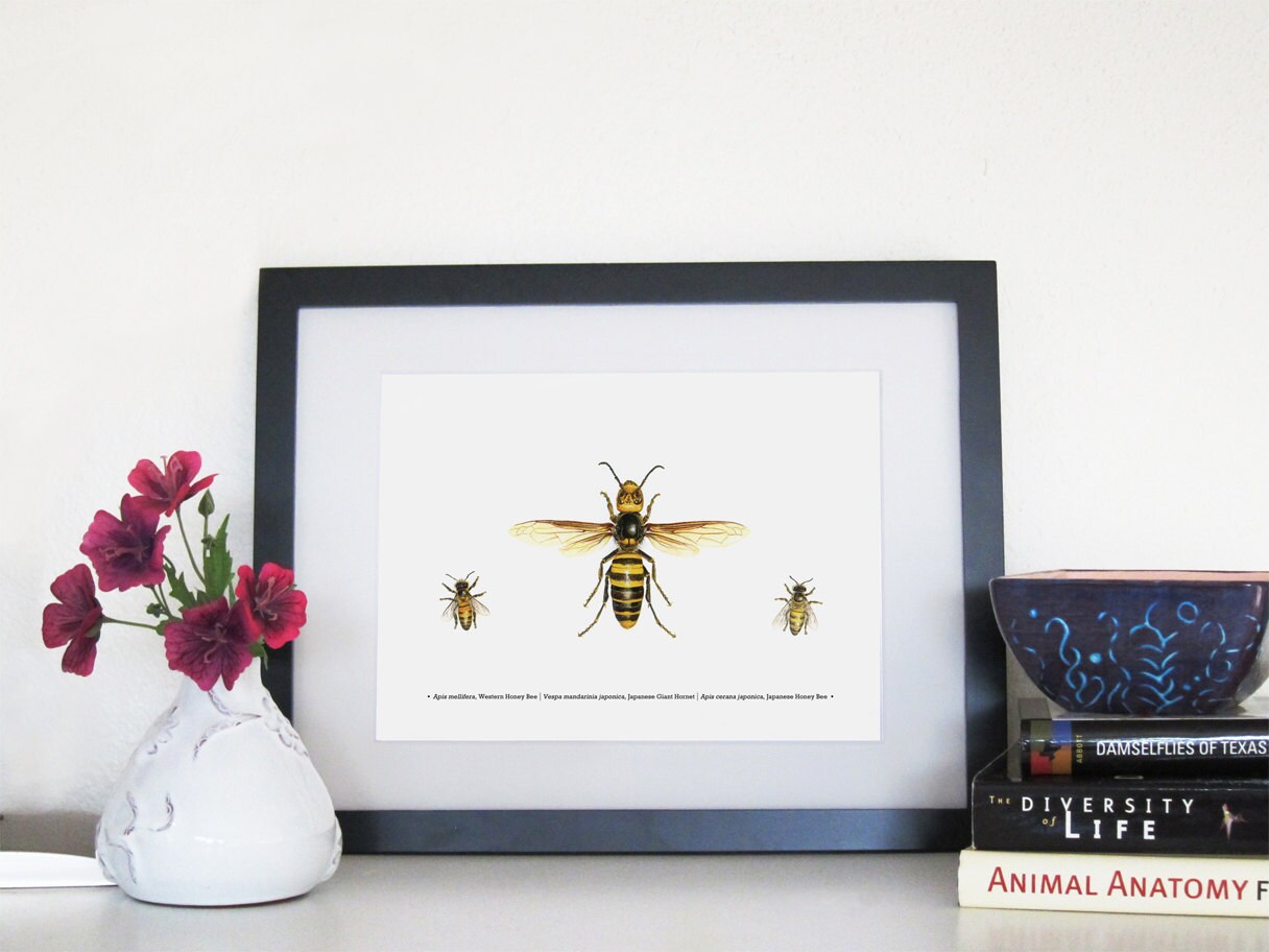 Japanese Hornet, Japanese Honey Bee and Western Honey Bee - 8 X 10