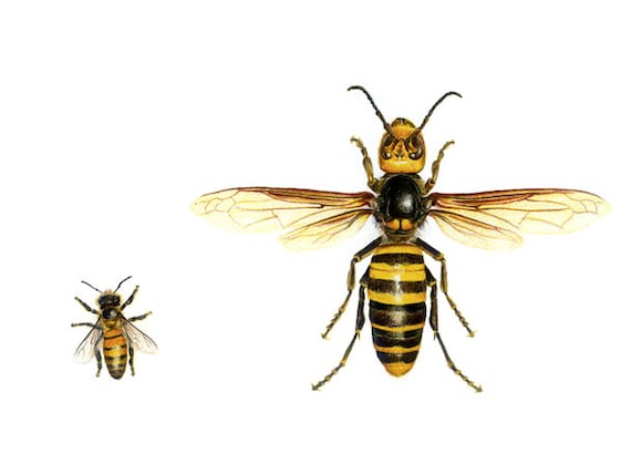 声優◆直筆サイン◆下野紘◆井上和彦◆旦那カタログ◆honey bee◆ 1200px-