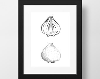 Tulip Bulb - 5 x 7 Print