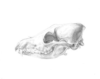 Coyote Skull - 8 x 10 Print