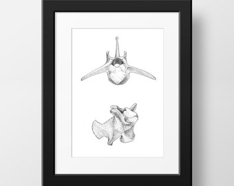 May include: Black and white line drawing of two dinosaur vertebrae. The top vertebrae is viewed from the top and the bottom vertebrae is viewed from the side.
