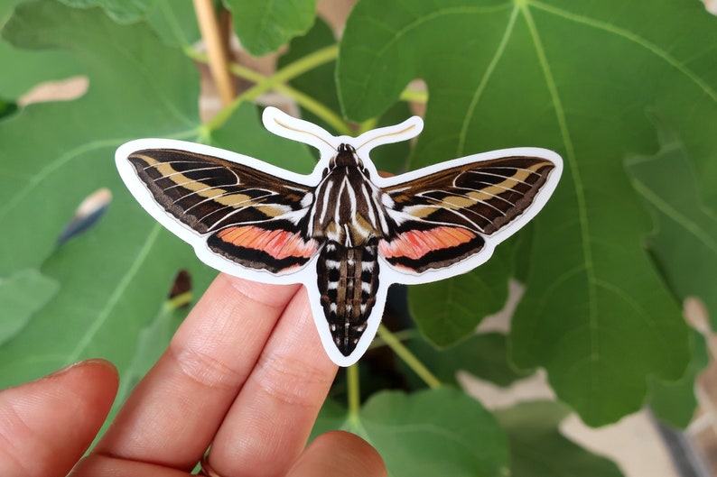 Hummingbird Sphinx Moth Sticker 3.25 x 2.25 image 1