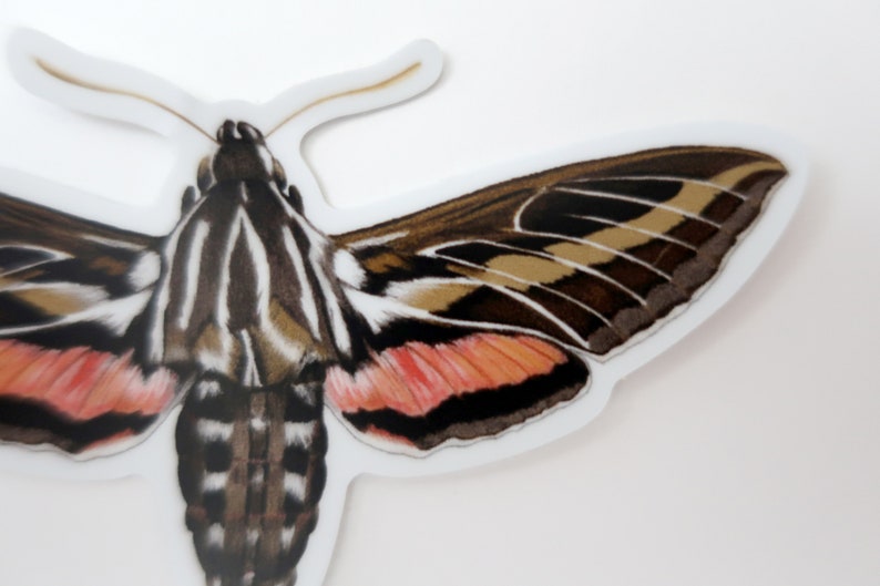 Hummingbird Sphinx Moth Sticker 3.25 x 2.25 image 3