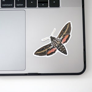 Hummingbird Sphinx Moth Sticker 3.25 x 2.25 image 2
