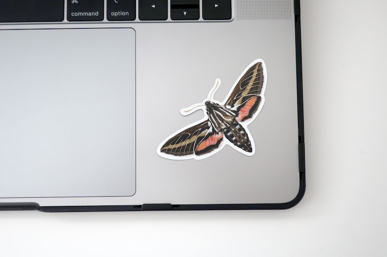 Hummingbird Sphinx Moth Sticker 3.25 x 2.25 image 2