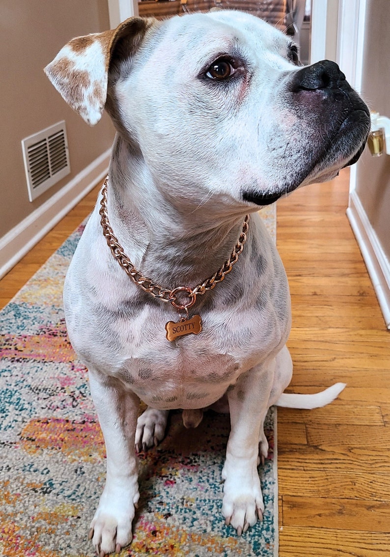 Chain Dog Collar, Medium Cuban Link Dog Necklace, Lightweight Dog Jewelry image 2