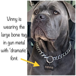 May include: A large gray dog wearing a silver chain collar and a black bone-shaped tag. The tag is engraved with the name "VINNY" in a dramatic font. The text in the image says "Vinny is wearing the large bone tag in gun metal with 'dramatic' font."