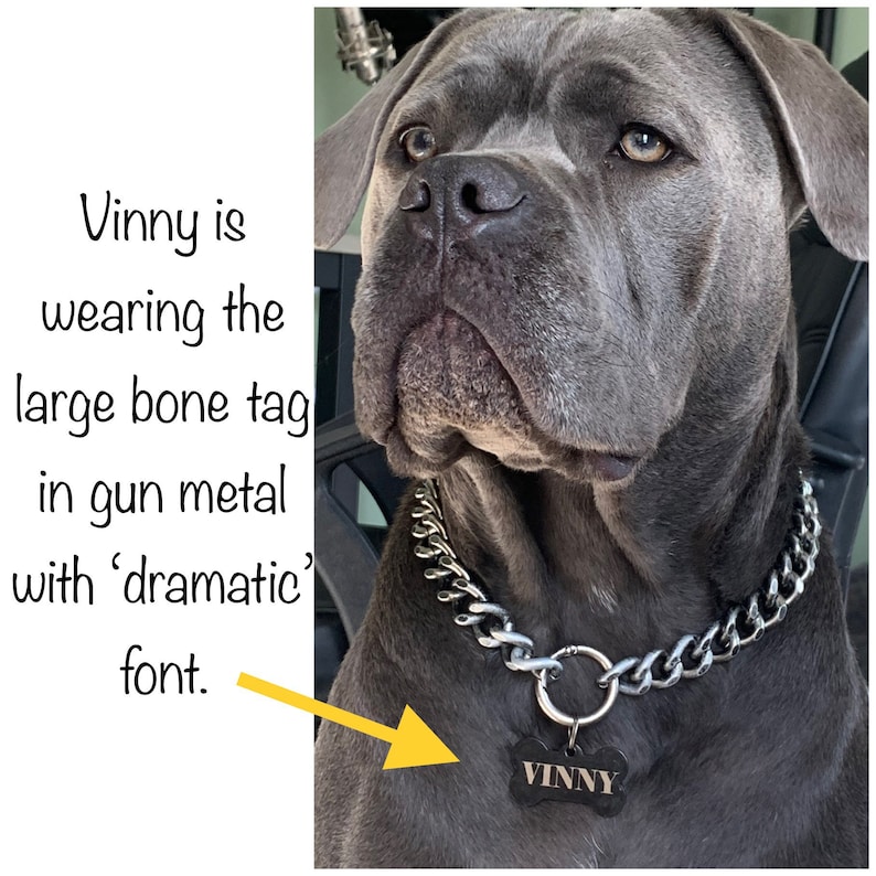 May include: A large gray dog wearing a silver chain collar and a black bone-shaped tag. The tag is engraved with the name "VINNY" in a dramatic font. The text in the image says "Vinny is wearing the large bone tag in gun metal with 'dramatic' font."