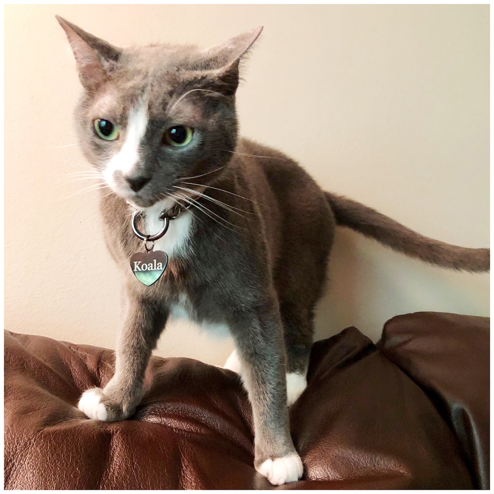 Chain Cat Collar Medium Cuban Link Cat Necklace Lightweight Etsy