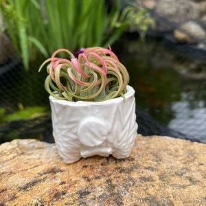 Ceramic Air Plant Holder, Air Plant Planter, Pottery Planter, Air-plant Holder, Airplant Holder, Airplant, Planter, Air Plant