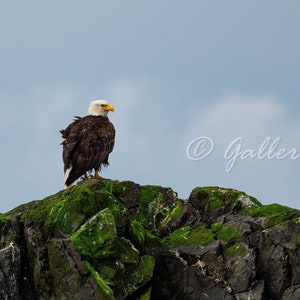 Alaska Bald Eagle on a Rock Looking Right, Sitka, AK, Wildlife Nature Photography, Fine Art Travel Photography