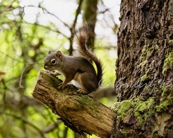 Alaska Baby Red Squirrel #2 Sitka, AK, Wildlife Nature Photography, Fine Art Travel Photography, Cruise Photography