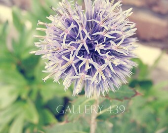 Vintage Purple Flower Fine Art Photograph - Nature Landscape Photography - Family Bathroom Lavender Home Decor