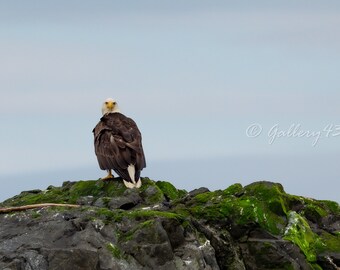 Alaska Bald Eagle on a Rock, Sitka, AK, Wildlife Nature Photography, Fine Art Travel Photography, Cruise