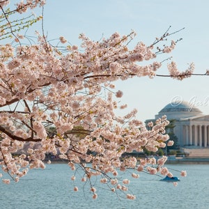 Washington DC Cherry Blossom Jefferson Memorial  Fine Art Travel Photograph Print Photography, Unframed Wall Art
