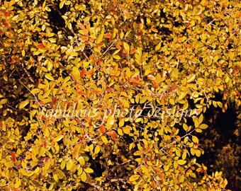 8x10 Yellow Fall Leaves Fine Art Photograph - Nature Landscape Photography - Family Home Decor