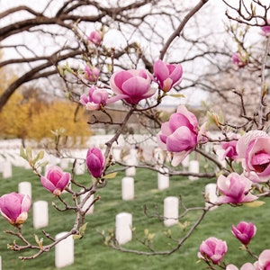 Washington DC Cherry Blossom Arlington National Cemetery Fine Art Travel Photograph Print Photography, Unframed Wall Art
