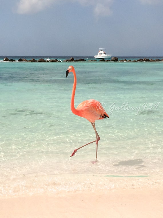 Pink Flamingo at the Beach Carribean Turquoise Water Beach Fine Art  Photography -house bathroom decor