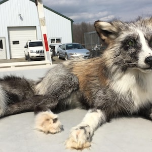 Whitemark Silver Cross Fox Taxidermy Mount - Etsy