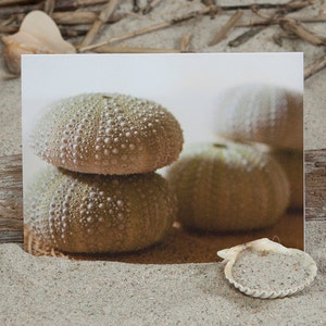 Carte de note de photo d’oursin | Carte de vœux | Papeterie côtière | Carte de vœux côtière | Carte de note côtière | Lisa Vohwinkel Photographie