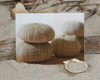 Sea Urchin Photo note card | Greeting Card | Coastal Stationery | Coastal Greeting Card | Coastal Note Card | Lisa Vohwinkel Photography