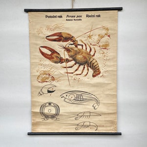 Vintage educatieve kaart / uittrekbare canvas biologiekaart / plankton / Joegoslavië jaren 60