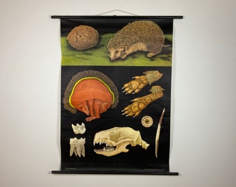 Vintage Jung Koch Quentell Hedgehog Educational Chart / Pull Down Canvas Biology School Chart / Hagemann / 60s Germany