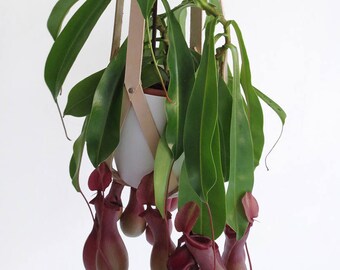 Modern hanging plant holder, plant hanger minimalistic, geometric hanging planter, vegetable tanned natural leather incl. white plastic pot